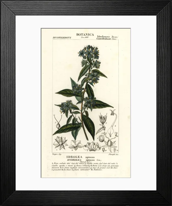 Framed Print : False fiddleleaf, Hydrolea spinosa Framed Print : False fiddleleaf, Hydrolea spinosa