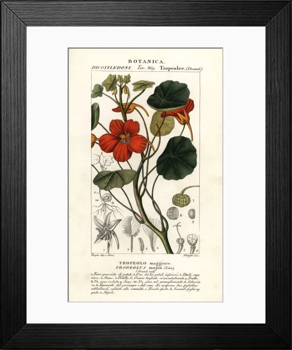 Framed Print : Garden nasturtium, Tropaeolum majus Framed Print : Garden nasturtium, Tropaeolum majus
