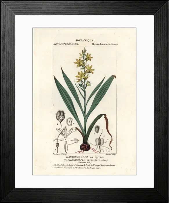 Framed Print : Red root, Wachendorfia thyrsiflora Framed Print : Red root, Wachendorfia thyrsiflora