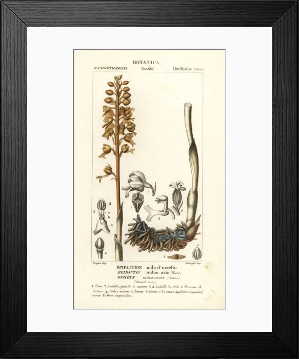 Framed Print : Bird s-nest orchid, Neottia nidus-avis Framed Print : Bird s-nest orchid, Neottia nidus-avis