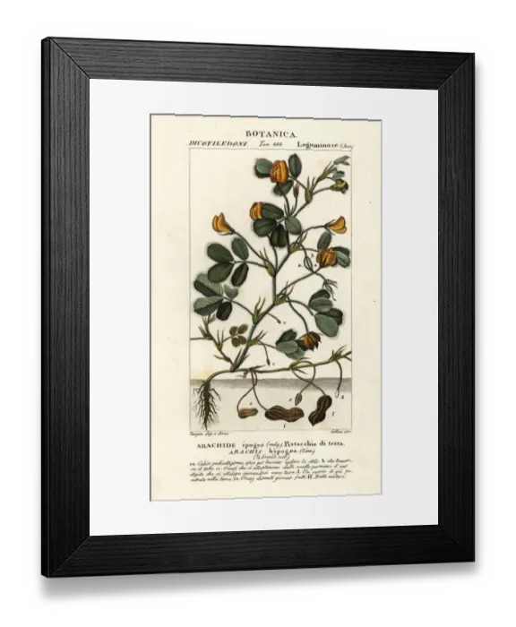 Framed Print : Peanut or groundnut, Arachis hypogaea Framed Print : Peanut or groundnut, Arachis hypogaea
