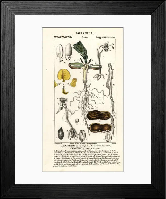 Framed Print : Peanut or groundnut, Arachis hypogaea Framed Print : Peanut or groundnut, Arachis hypogaea