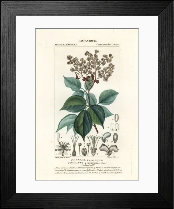 Framed Print : Agelaea pentagyna Framed Print : Agelaea pentagyna