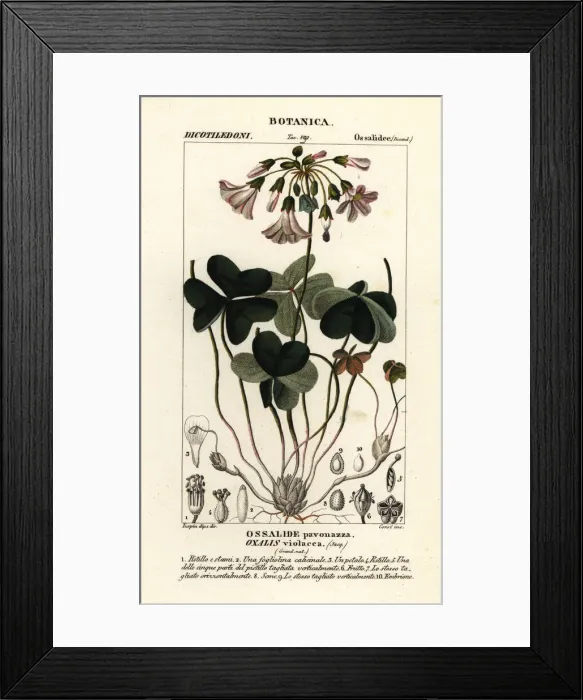 Framed Print : Violet wood-sorrel, Oxalis violacea Framed Print : Violet wood-sorrel, Oxalis violacea