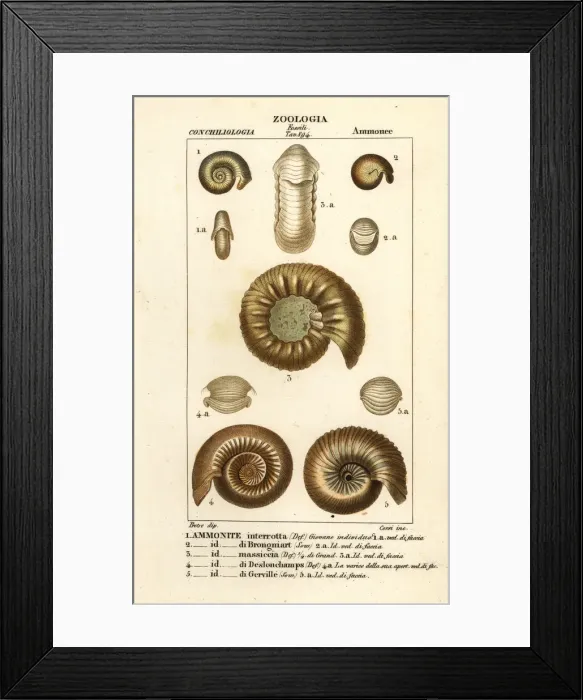 Framed Print : Fossils of extinct ammonite species Framed Print : Fossils of extinct ammonite species