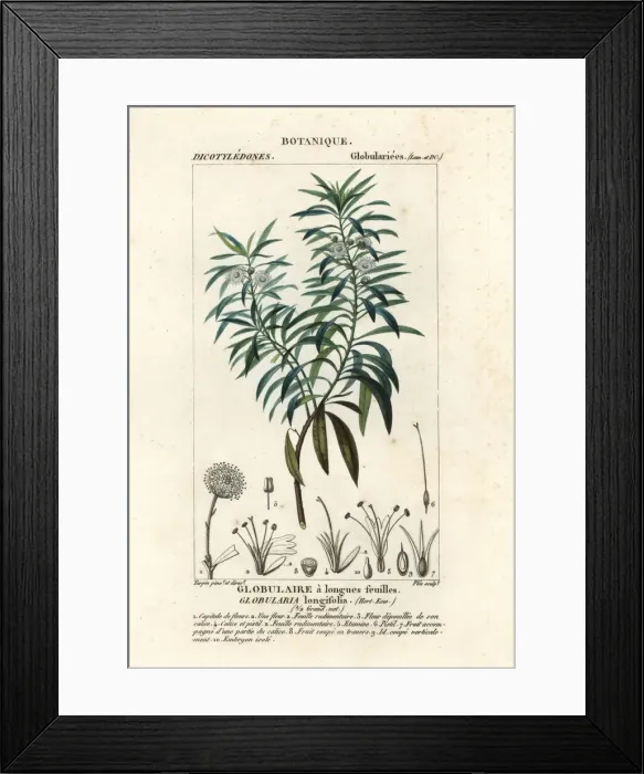Framed Print : Globe daisy, Globularia salicina