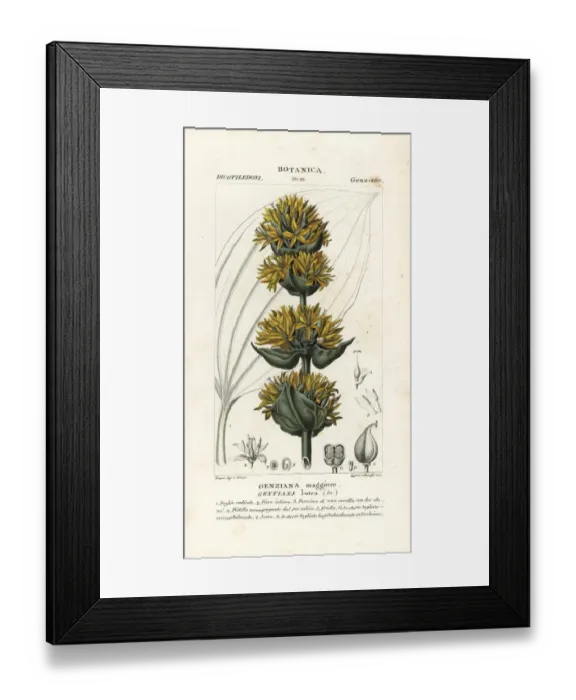 Framed Print : Great yellow gentian, Gentiana lutea Framed Print : Great yellow gentian, Gentiana lutea