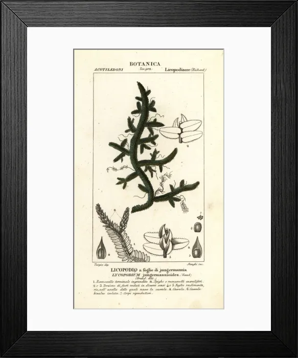 Framed Print : Selaginella jungermannioides fern Framed Print : Selaginella jungermannioides fern