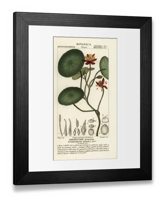 Framed Print : Junsai, Brasenia schreberi Framed Print : Junsai, Brasenia schreberi