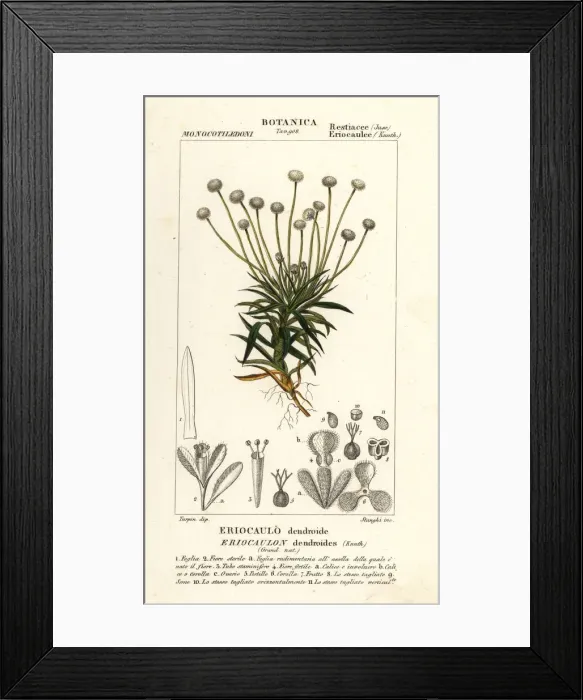 Framed Print : Pipewort, Paepalanthus dendroides Framed Print : Pipewort, Paepalanthus dendroides