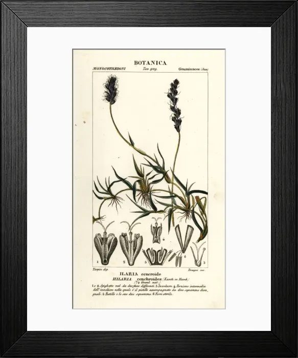 Framed Print : Curly mesquite, Hilaria cenchroides Framed Print : Curly mesquite, Hilaria cenchroides