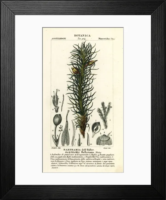 Framed Print : Hallers apple moss, Bartramia halleriana Framed Print : Hallers apple moss, Bartramia halleriana