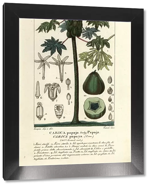 Papaya, papaw or pawpaw tree and fruit, Carica papaya