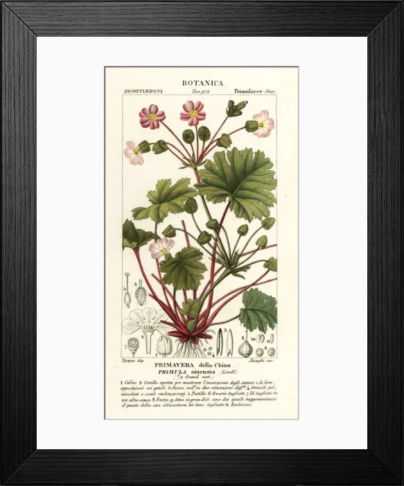 Framed Print : Chinese primrose, Primulidium sinense Framed Print : Chinese primrose, Primulidium sinense