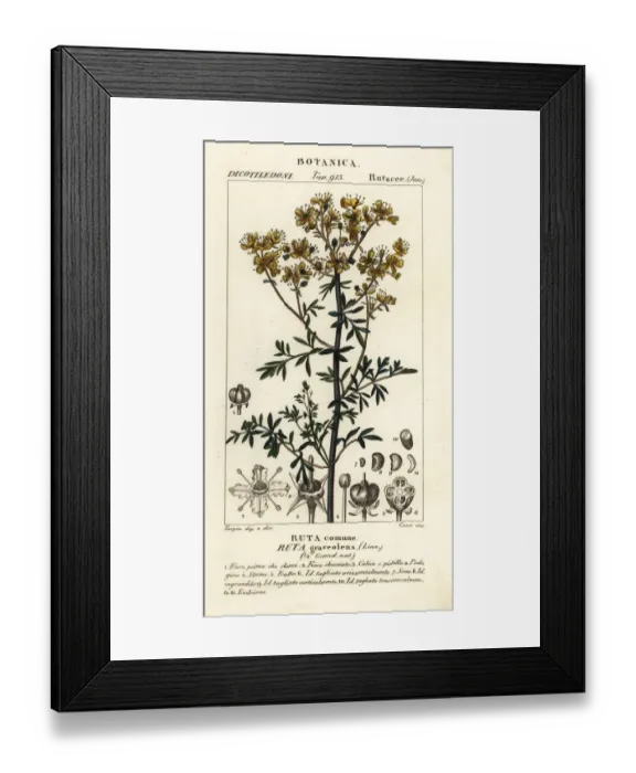 Framed Print : Common rue or herb of grace, Ruta graveolens Framed Print : Common rue or herb of grace, Ruta graveolens