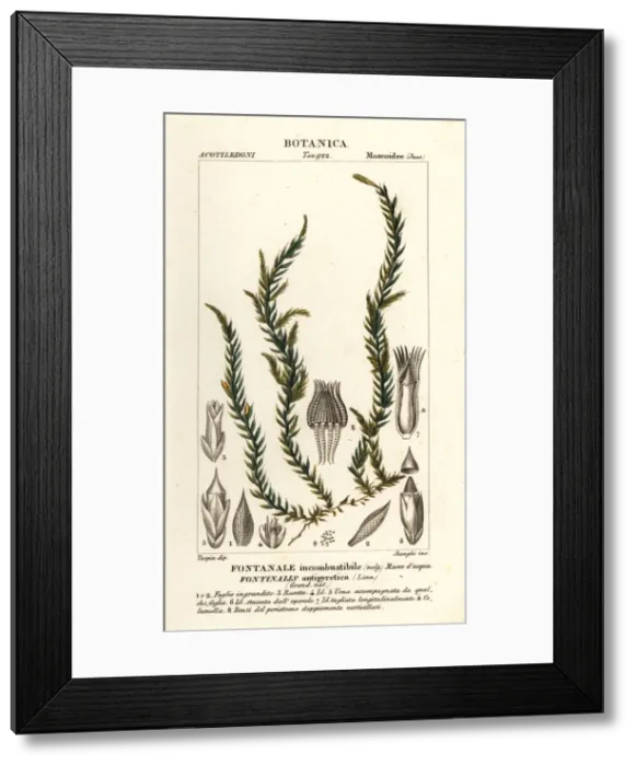 Framed Print : Antifever fontinalis moss, Fontinalis antipyretica Framed Print : Antifever fontinalis moss, Fontinalis antipyretica