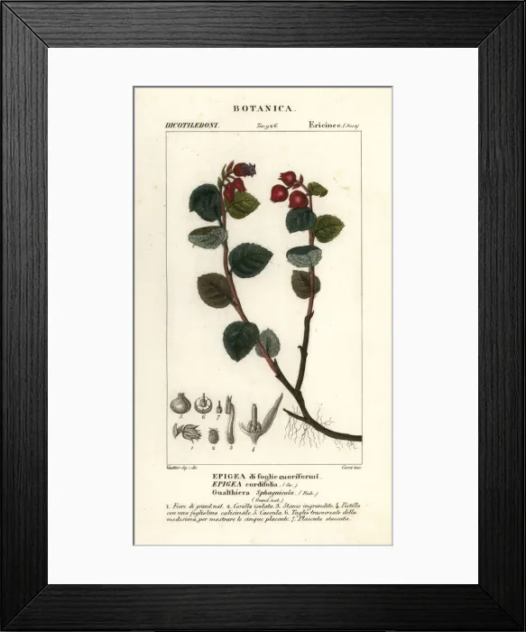 Framed Print : Teaberry, Gaultheria domingensis Framed Print : Teaberry, Gaultheria domingensis