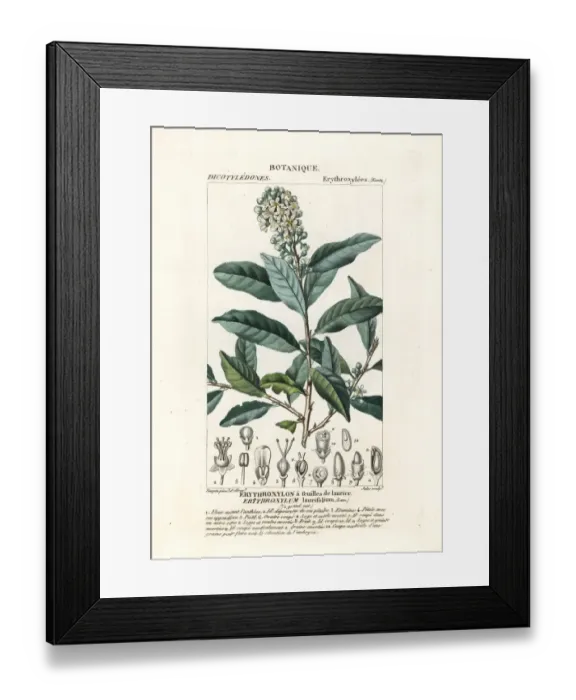 Framed Print : Erythroxylum laurifolium Framed Print : Erythroxylum laurifolium