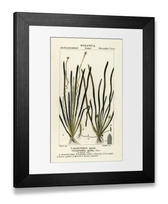 Framed Print : Tape grass or eel grass, Vallisneria spiralis Framed Print : Tape grass or eel grass, Vallisneria spiralis