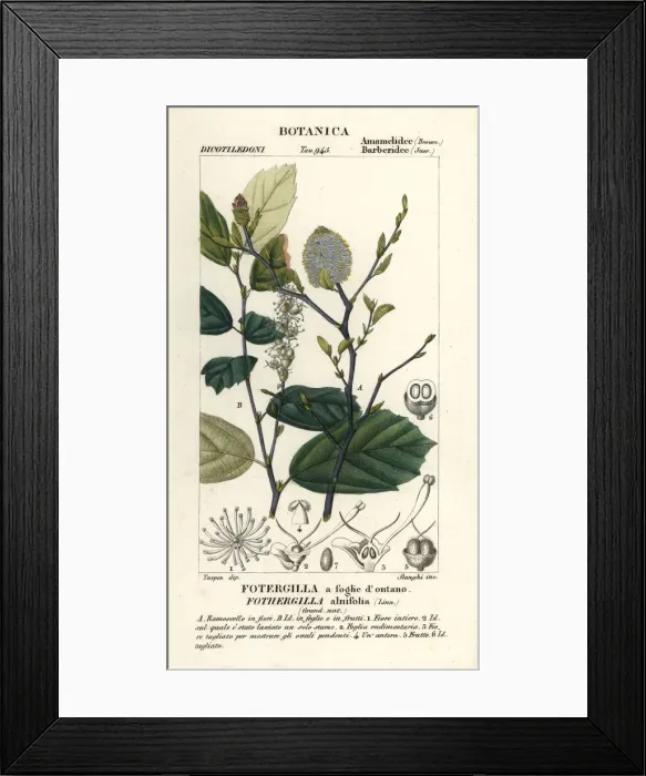 Framed Print : Witch elder, Fothergilla gardenii Framed Print : Witch elder, Fothergilla gardenii