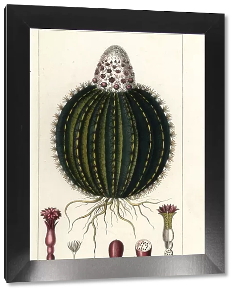 Melon cactus, Melocactus caroli-linnaei