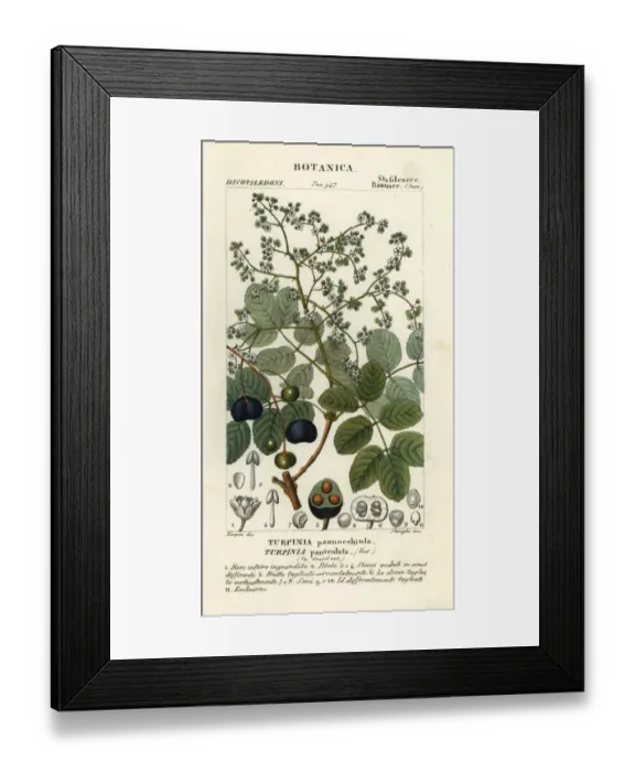 Framed Print : Muttonwood, Turpinia occidentalis Framed Print : Muttonwood, Turpinia occidentalis