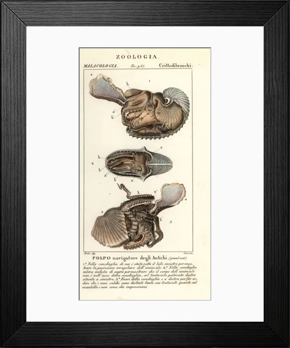 Framed Print : Greater argonaut octopus, Argonauta argo Framed Print : Greater argonaut octopus, Argonauta argo