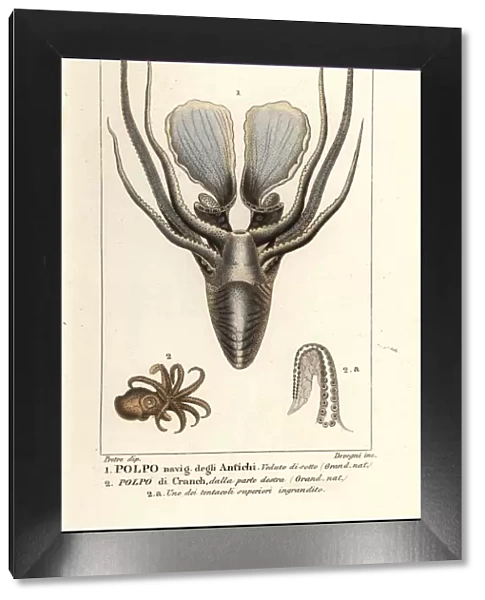 Greater argonaut and winged argonaut octopus