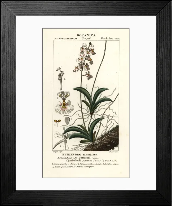 Framed Print : Tolumnia guttata orchid Framed Print : Tolumnia guttata orchid