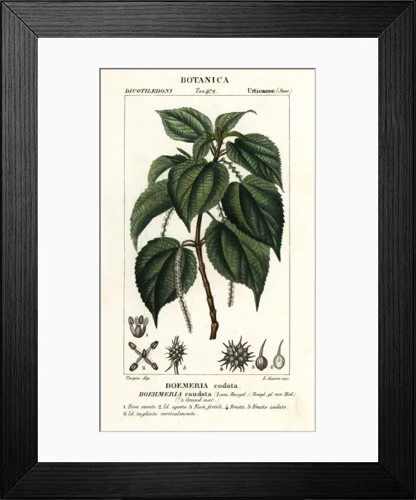 Framed Print : False nettle, Boehmeria caudata Framed Print : False nettle, Boehmeria caudata