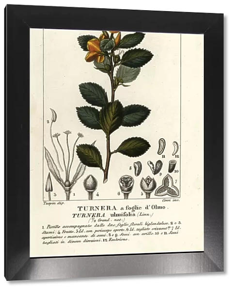 Yellow alder, Turnera ulmifolia