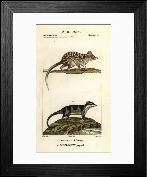 Framed Print : Eastern quoll and water opossum Framed Print : Eastern quoll and water opossum
