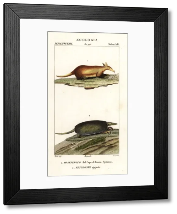 Framed Print : Aardvark and giant armadillo Framed Print : Aardvark and giant armadillo