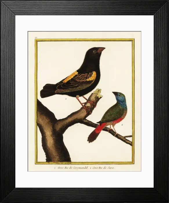 Framed Print : Cape bishop and pin-tailed parrotfinch Framed Print : Cape bishop and pin-tailed parrotfinch