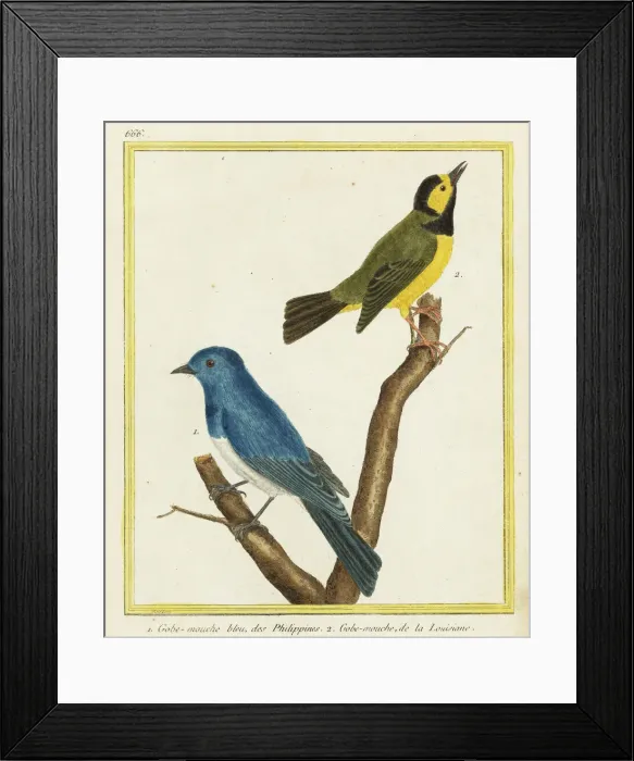 Framed Print : Black-naped monarch and hooded warbler Framed Print : Black-naped monarch and hooded warbler