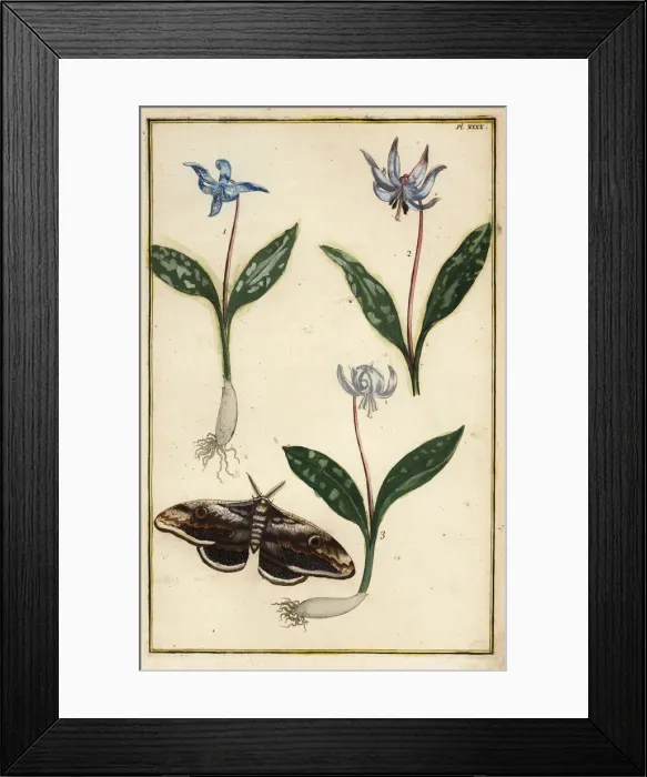 Framed Print : Dog s-tooth violet and moth Framed Print : Dog s-tooth violet and moth