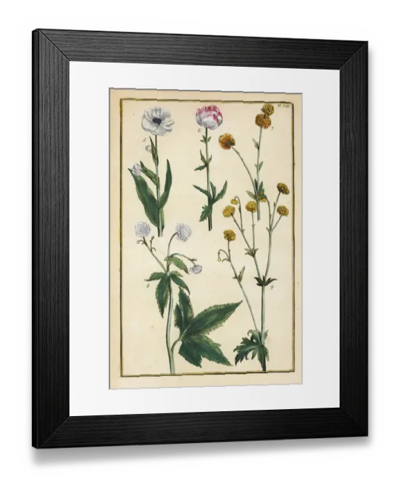 Framed Print : Globe flower and buttercups Framed Print : Globe flower and buttercups