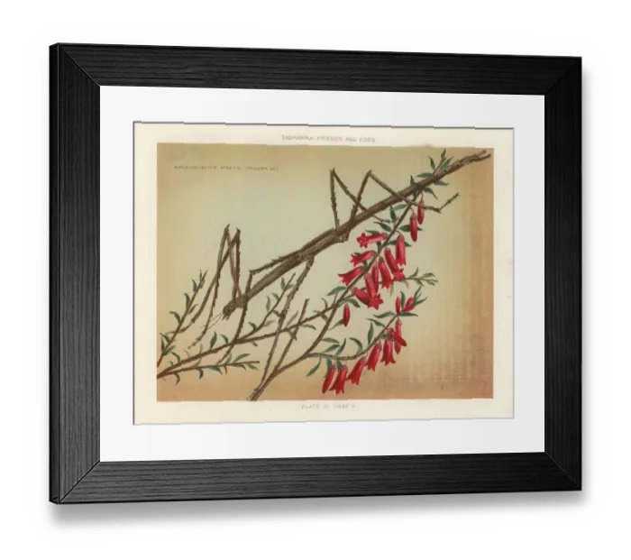 Framed Print : Margin-winged stick insect and red epacris Framed Print : Margin-winged stick insect and red epacris