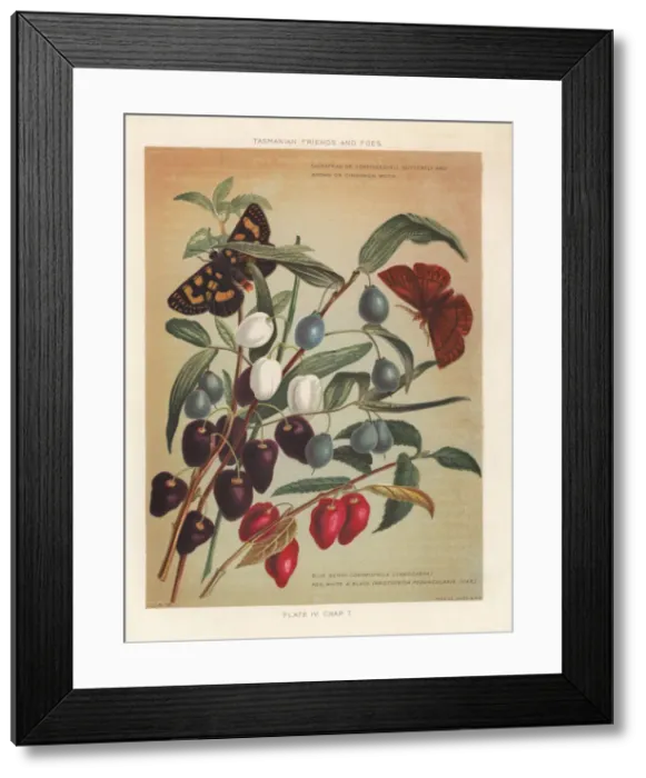 Framed Print : Turqoise berry and Aristotelia peduncularis Framed Print : Turqoise berry and Aristotelia peduncularis