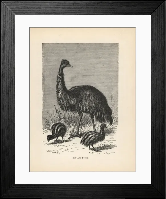 Framed Print : Emu and young, Dromaius novaehollandiae Framed Print : Emu and young, Dromaius novaehollandiae