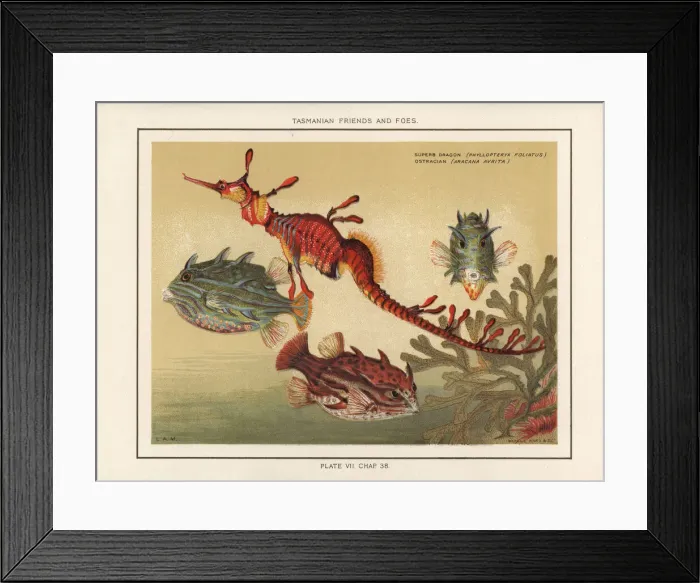 Framed Print : Seadragon and striped cowfish Framed Print : Seadragon and striped cowfish