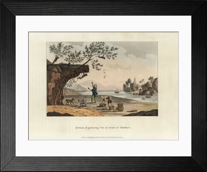 Framed Print : Chinese tea farmers using monkeys to gather tea leaves Framed Print : Chinese tea farmers using monkeys to gather tea leaves