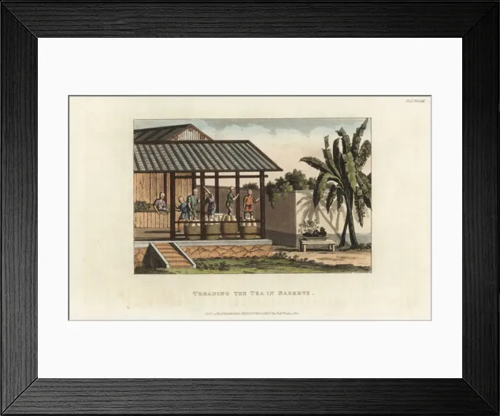 Framed Print : Chinese tea farmers treading tea leaves in baskets Framed Print : Chinese tea farmers treading tea leaves in baskets