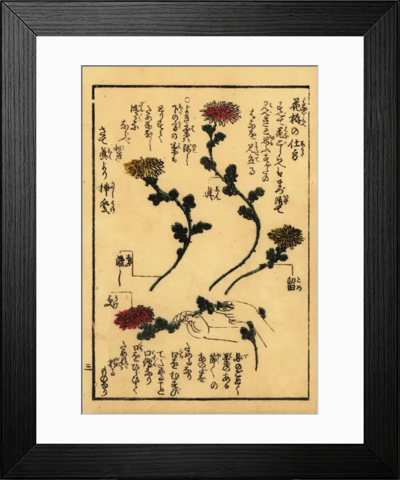 Framed Print : Guide to preparing flowers for Japanese flower arranging Framed Print : Guide to preparing flowers for Japanese flower arranging