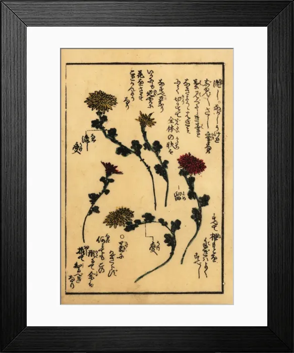 Framed Print : Guide to preparing flowers for Japanese flower arranging Framed Print : Guide to preparing flowers for Japanese flower arranging