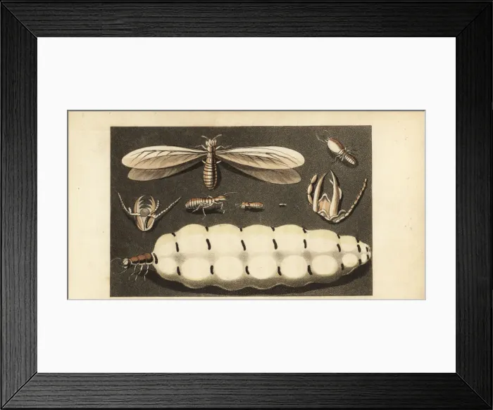 Framed Print : Worker, soldier and queen termites, Macrotermes bellicosus
