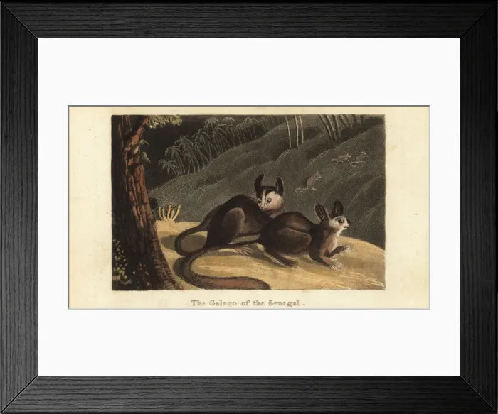 Framed Print : Senegal bushbaby or lesser galago, Galago senegalensis Framed Print : Senegal bushbaby or lesser galago, Galago senegalensis