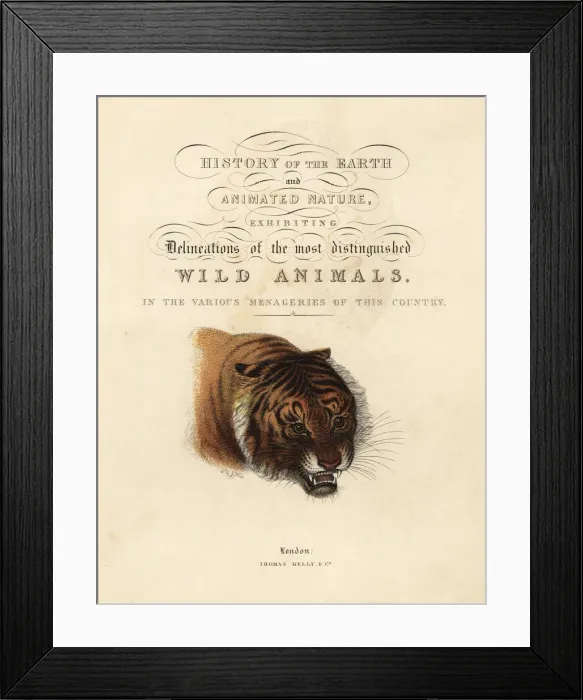 Framed Print : Calligraphic title page with vignette of tiger Framed Print : Calligraphic title page with vignette of tiger