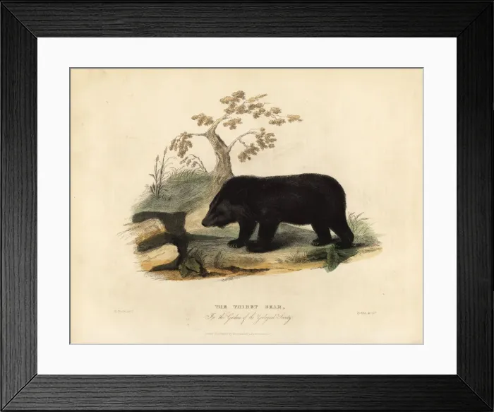 Framed Print : Himalayan black bear, Ursus thibetanus laniger Framed Print : Himalayan black bear, Ursus thibetanus laniger