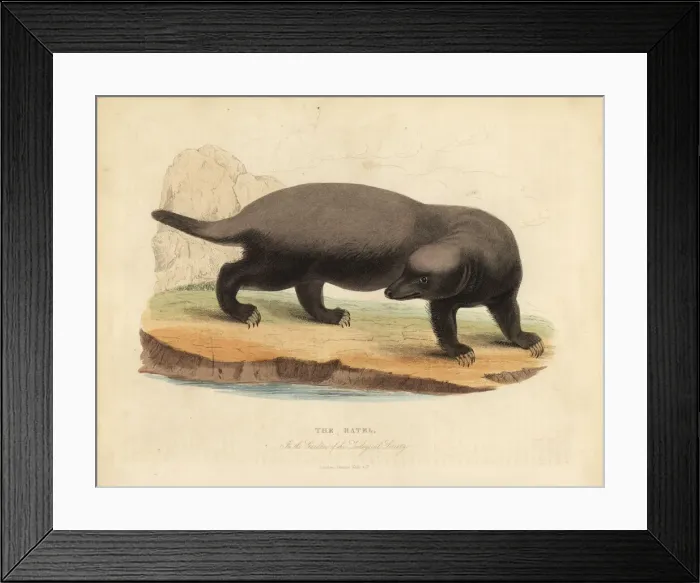 Framed Print : Ratel or honey badger, Mellivora capensis
